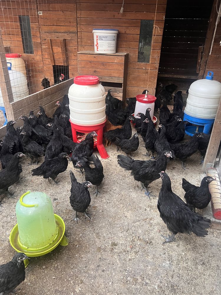 Gaini Australorp Negru