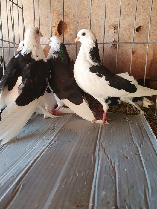 Vând porumbei jucatori