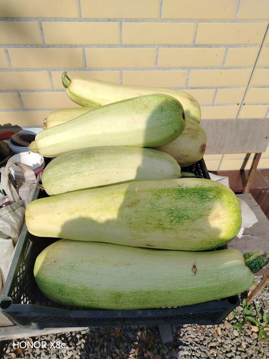 Тыквы и кабочки продам