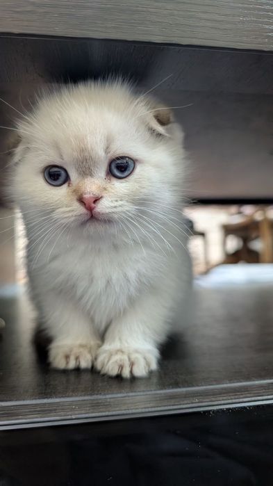 Котята Шиншиллы серебристой