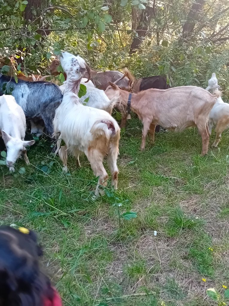 Vand si un armasar Vnd capre bune de lapte  dau și la schimb cu