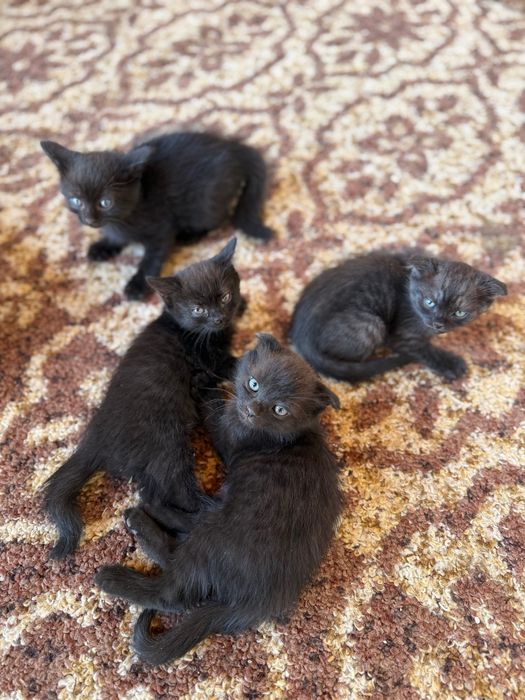 Котята от скоттиш фолд в хорошие руки. Mushuklar bepul boqishga 3 dona