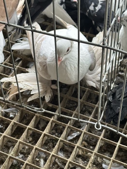 Randunica de saxonia