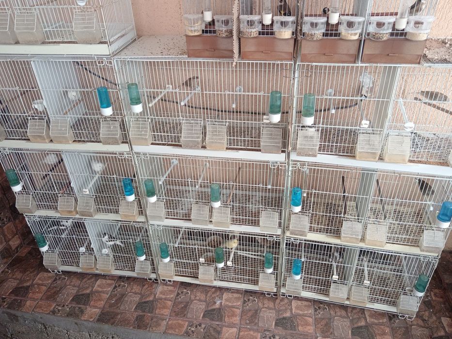 Canari timbrado clasic original continu