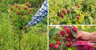 Zmeur De Tip Pomișor