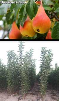 Peri-pomi fructiferi