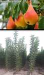 Peri-pomi fructiferi