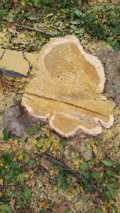 Taiere Copaci Periculoși/Alpinism utilitar