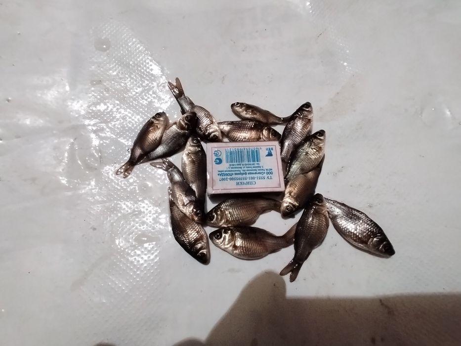 Продам малька, карась