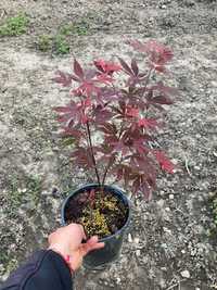 Японски клен Acer Palmatum Atropurpureum