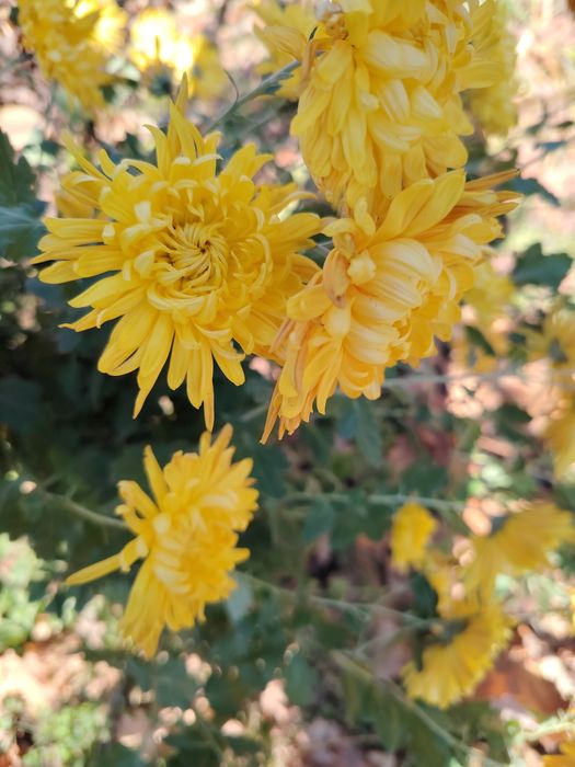 Ирис бял и жълт, хемерокалис,хризантеми