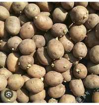Семенная картошка Гала
