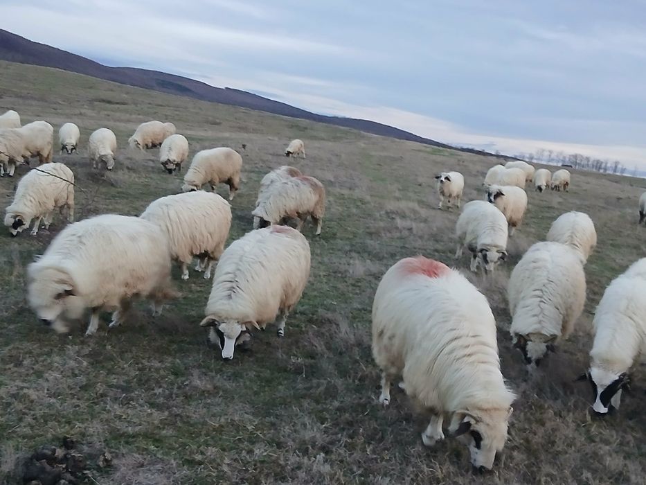 De vânzare oi breze