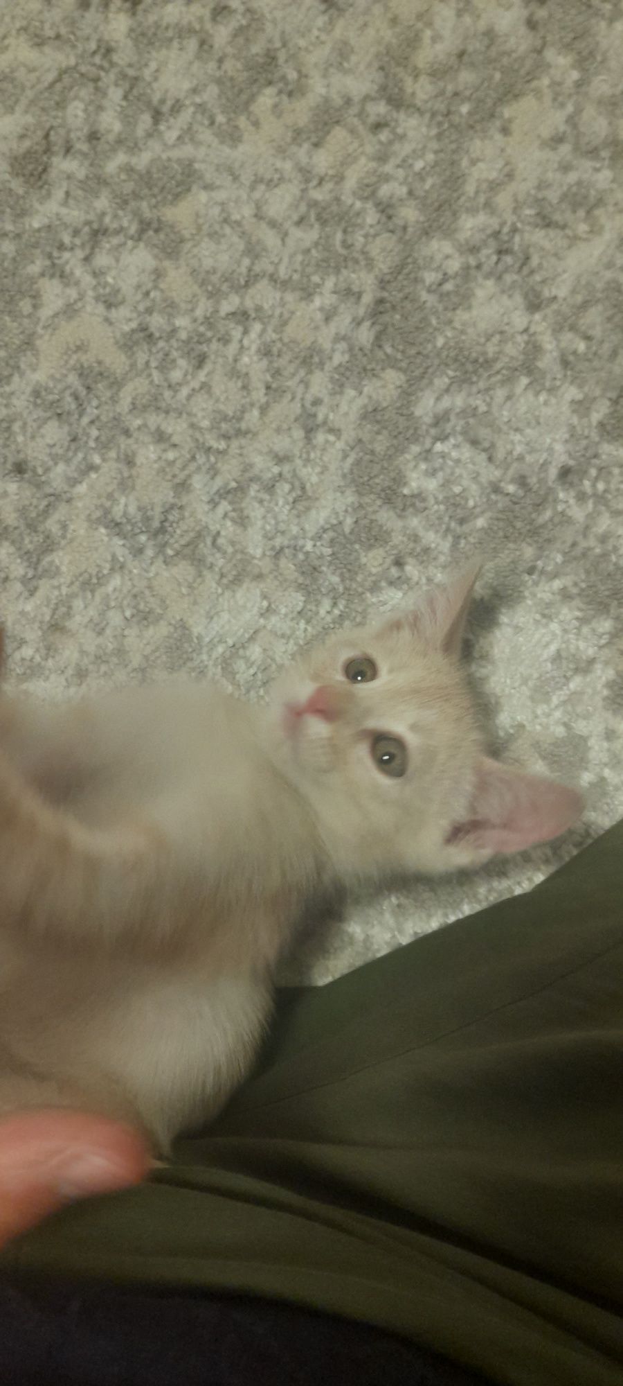 Котенок ишет дом