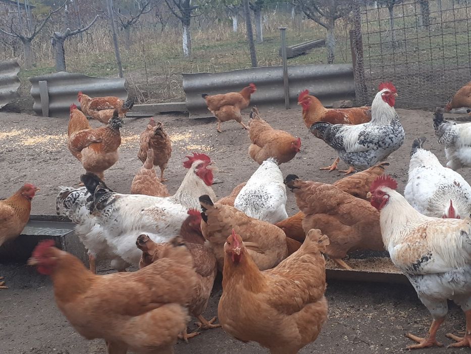 Vand cocosi kabir 4 kg buc