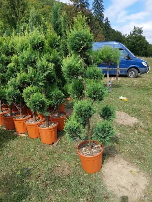 Vand Pon Pon Leylandii