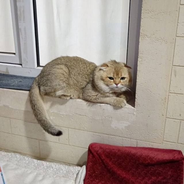 Vyazka Sulton qiz mushulani taklif qiladi