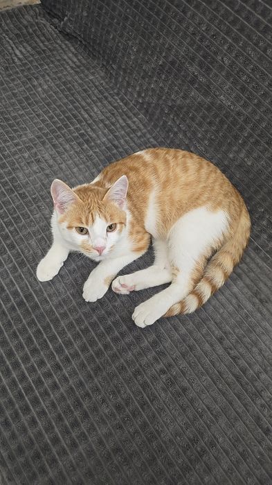 Отдам котенка в хорошие руки.