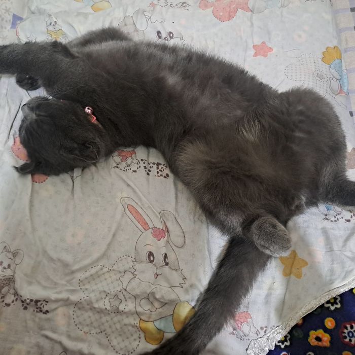 Zotdor mushuk skotish