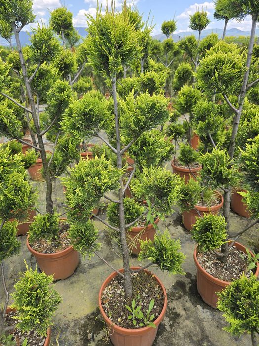 Amenajare gradina ,gazon,plante ornamentale, pietricele decorative