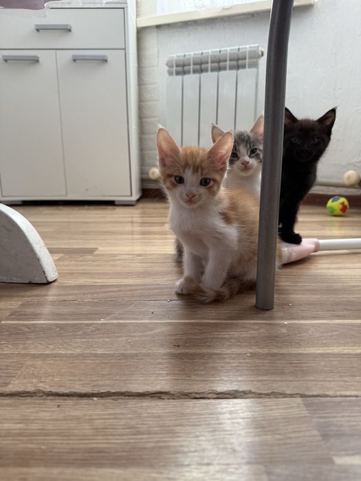 Отдаю котят Мейн кун