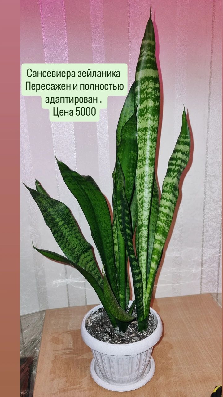 Фикусы разные , юкка и диффенбахия.Цветы для дома и офиса