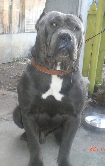 American Bully Xl