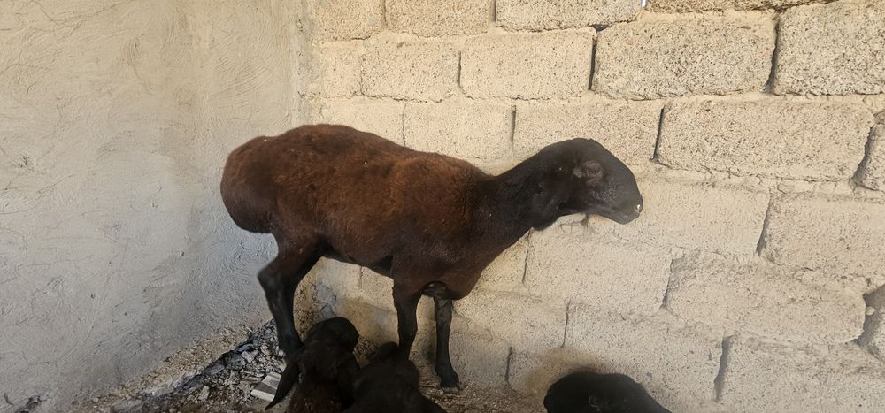 Urgochi qozi sotiladi