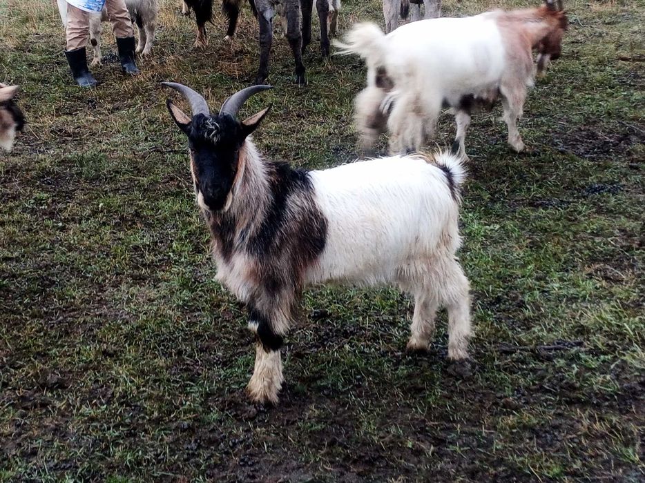 Țapi frumoși de vânzare