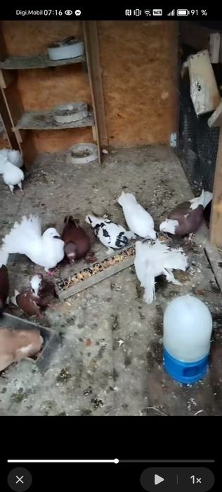 Vând porumbei voiajori și ornament