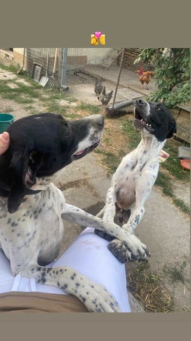 Câine de vânătoare, rasa Pointer