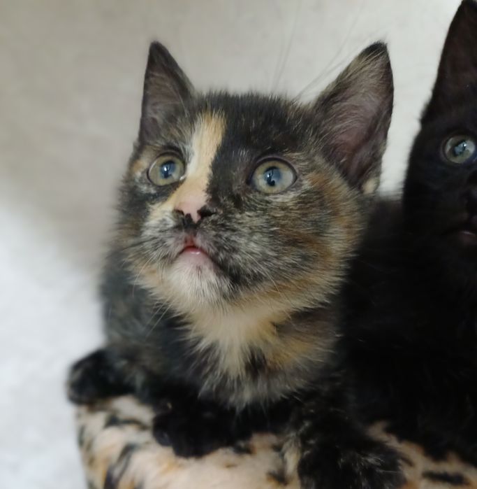 Трехцветная кошечка, приносящая Вашему дому счастье и достаток