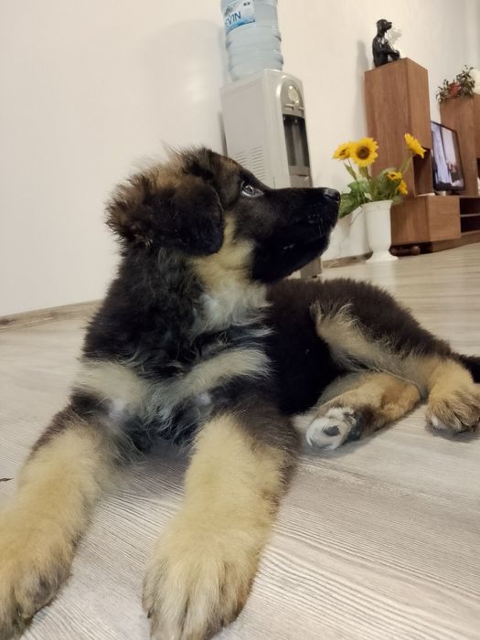 Куче немска овчарка