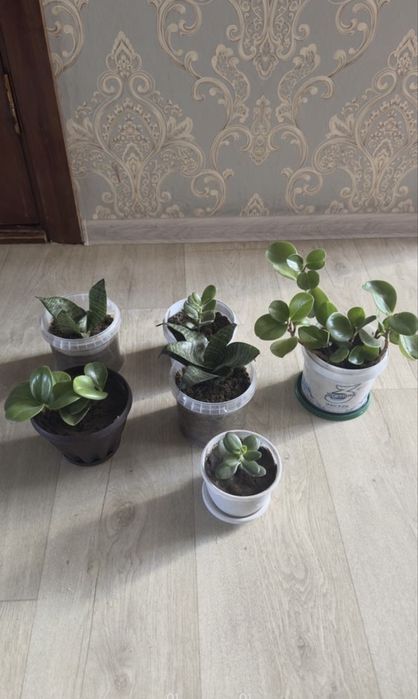 Продам комнатные цветы