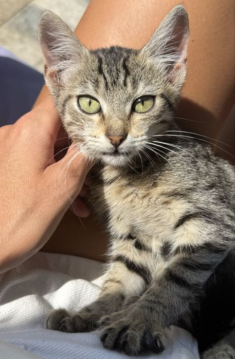 Pisicuti pt adoptie