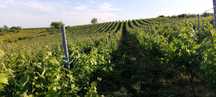 Vand struguri pentru vin, cabernet sauvignon