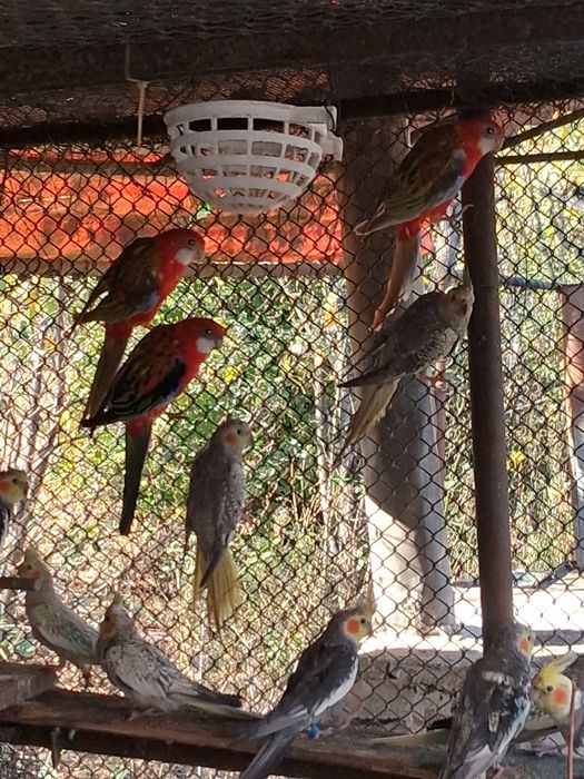 Vând papagali rosella și nimfa