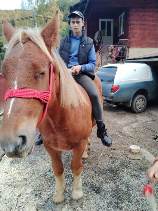 Vând mânză de un an și patru luni