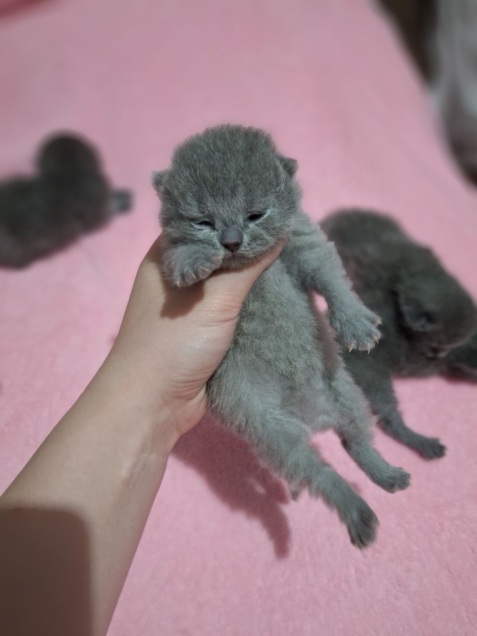 Продается котята скоттиш фолд синий, бронь