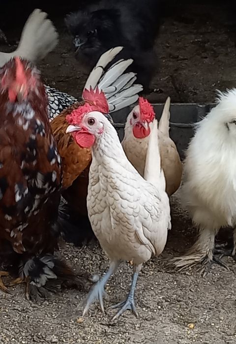 Sebright, matase japoneza si mii de flori