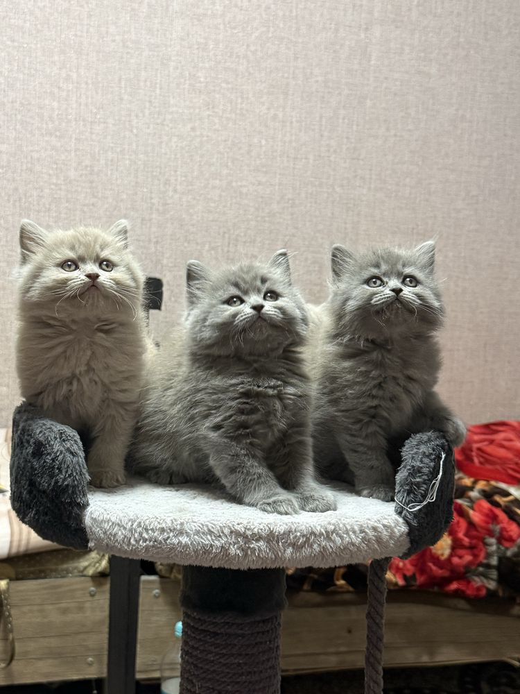 Британские котята лиловые и серые