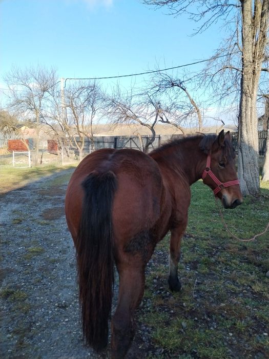 Vând manza de un an și 4 luni cuminte