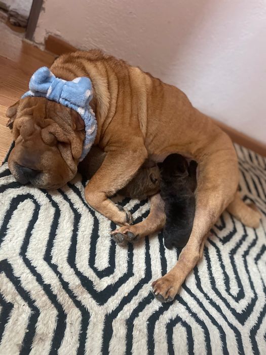 Căței rasa shar pei