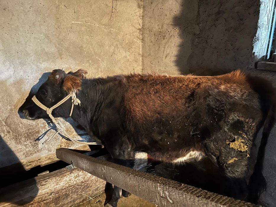 Бір тана 400 ден