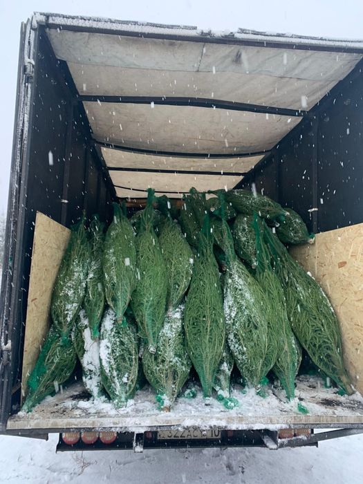 Ель, новогодняя мелкая, ходовая