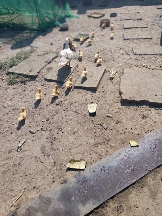 Vând rete mute cu tot cu bobocei de rata