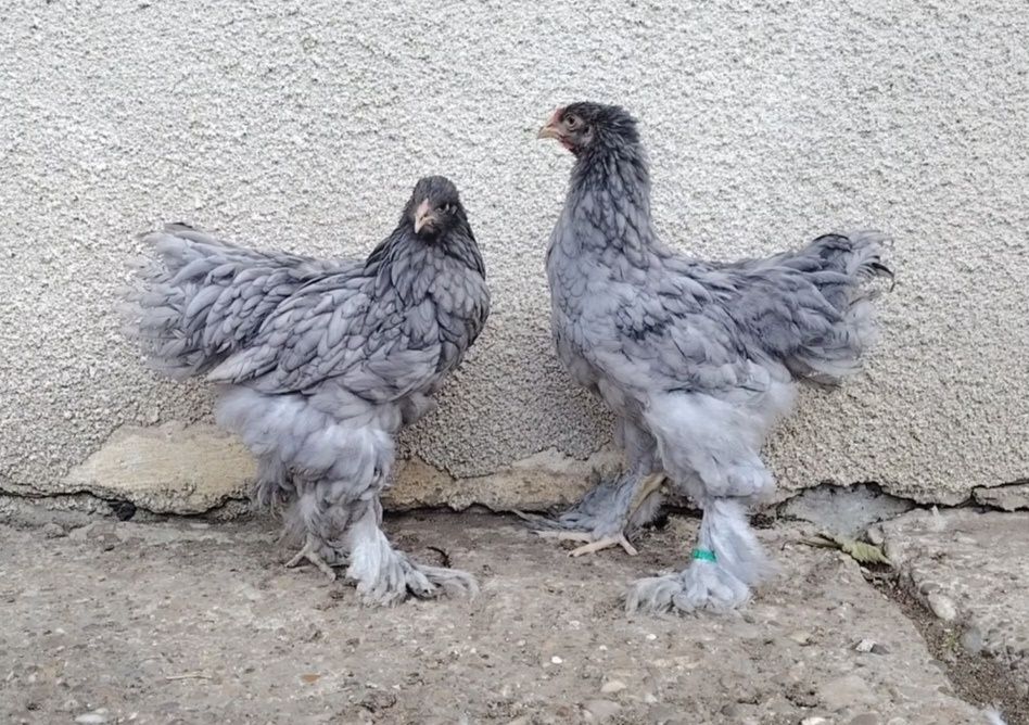 Pereche tineret brahma albastru