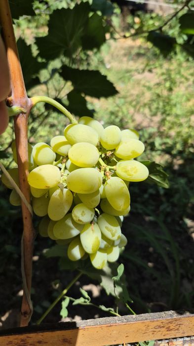 Продам черенки винограда