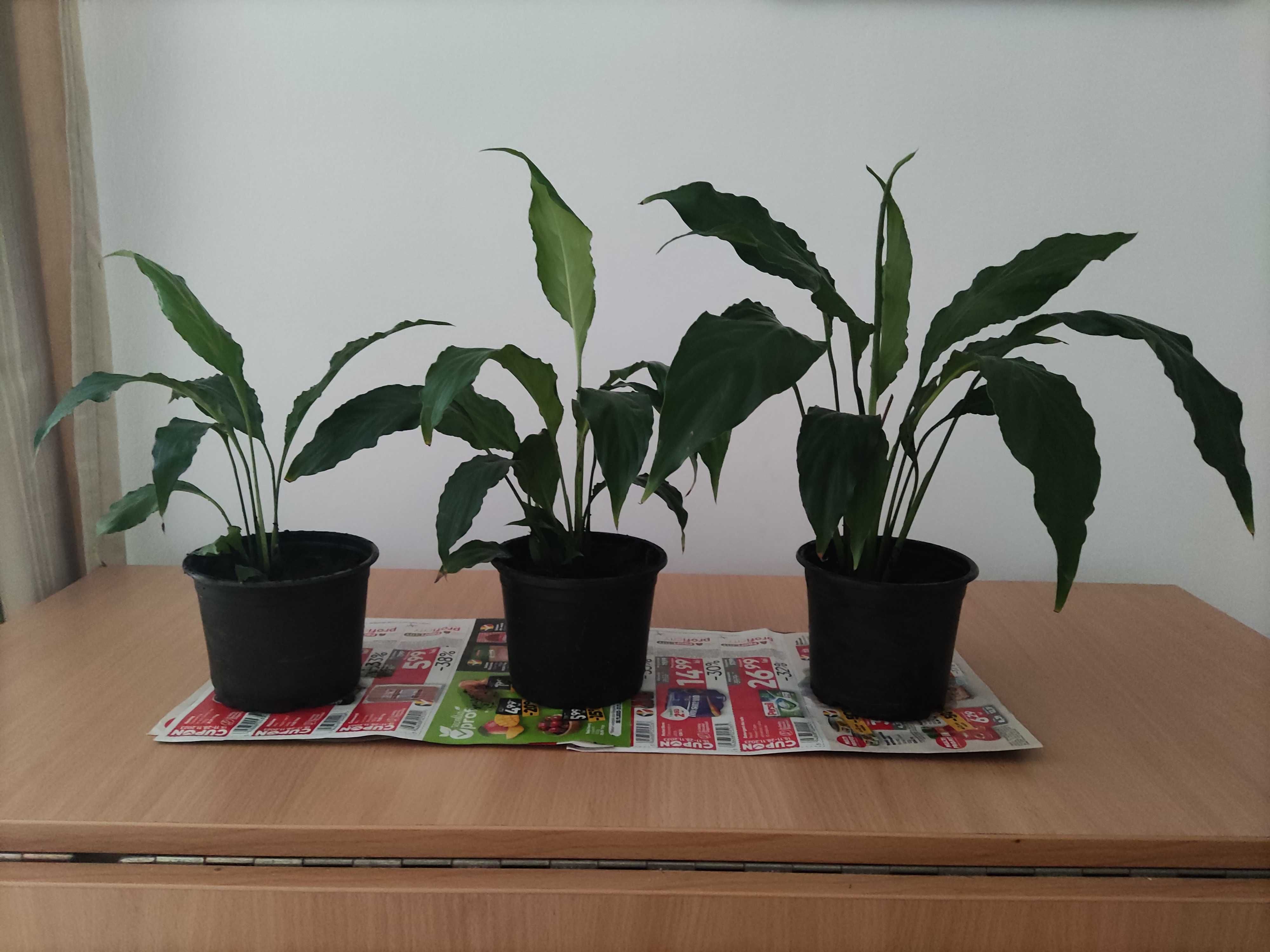 Vand plante, Crinul Pacii 60 si 30cm/h