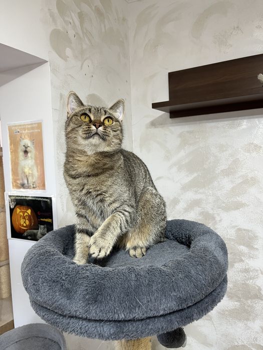 British shorthair cu pedigree